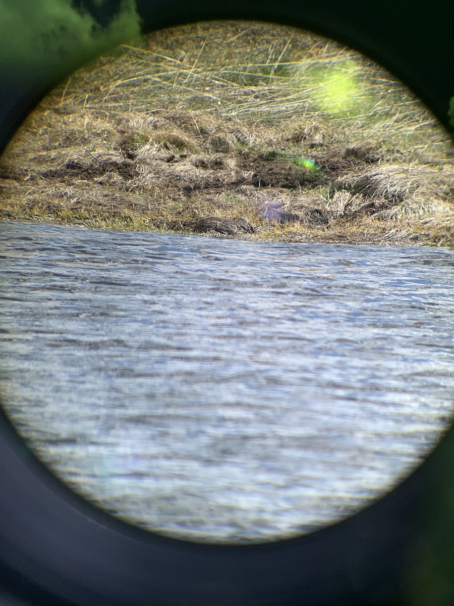 Short-billed/Long-billed Dowitcher - ML226309231