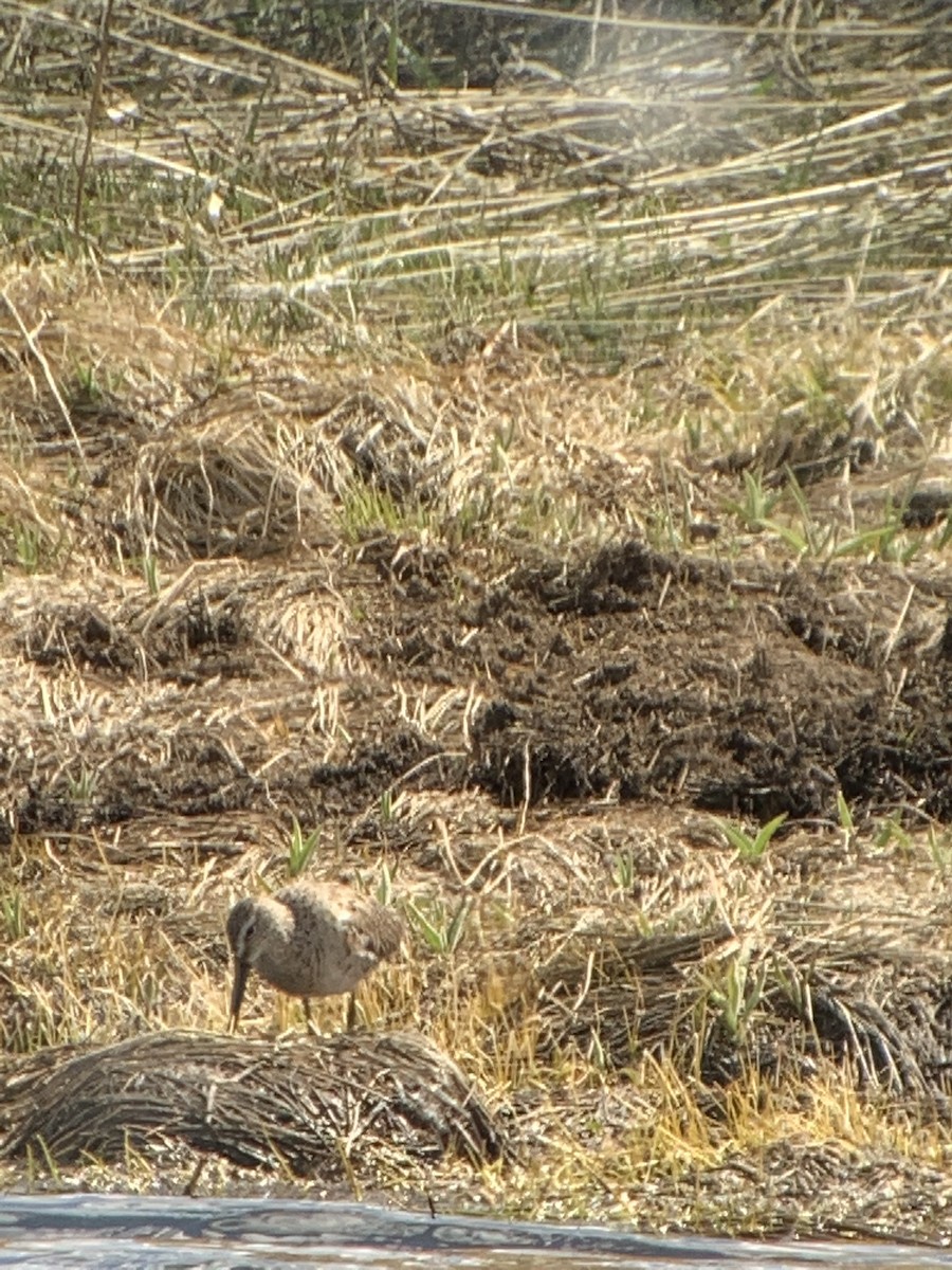 kortnebbekkasinsnipe/langnebbekkasinsnipe - ML226309291