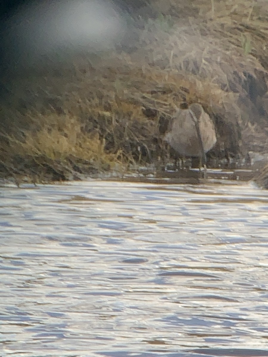 Short-billed/Long-billed Dowitcher - Glenn Dunmire