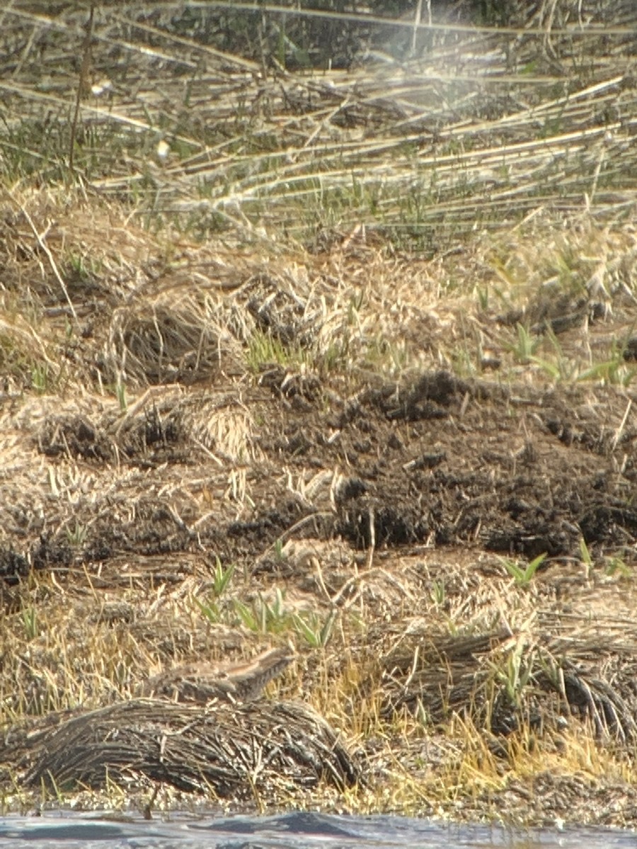 kortnebbekkasinsnipe/langnebbekkasinsnipe - ML226309481