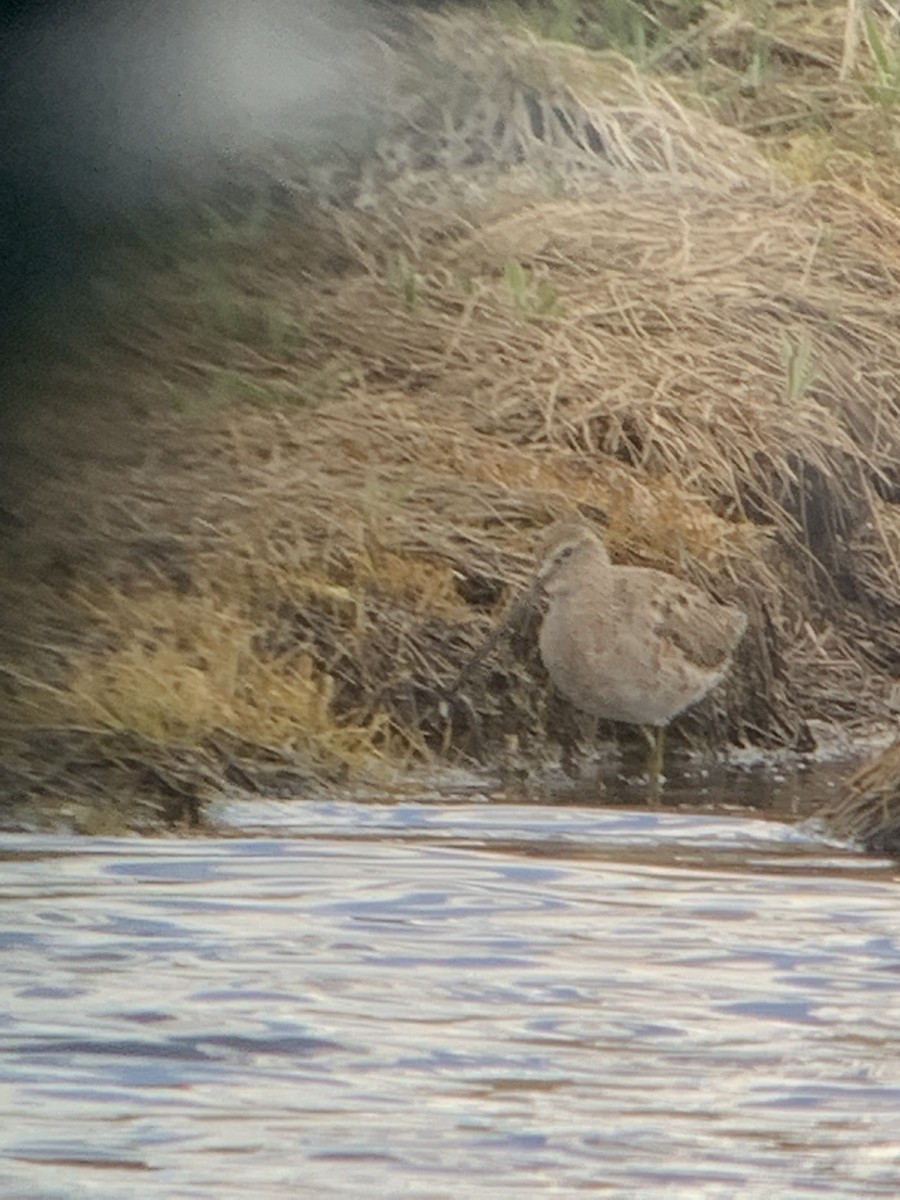 Short-billed/Long-billed Dowitcher - ML226309531