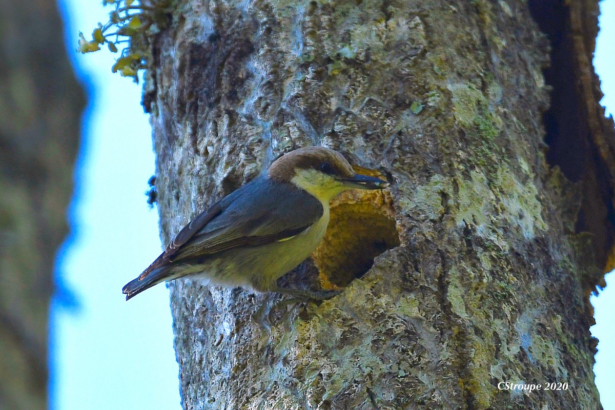 Brown-headed Nuthatch - ML226309571
