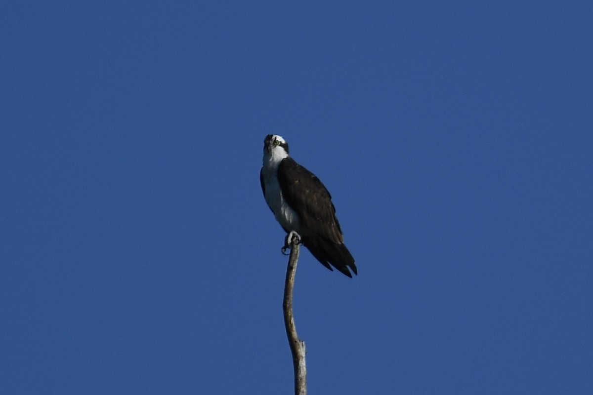 Águila Pescadora - ML226310651