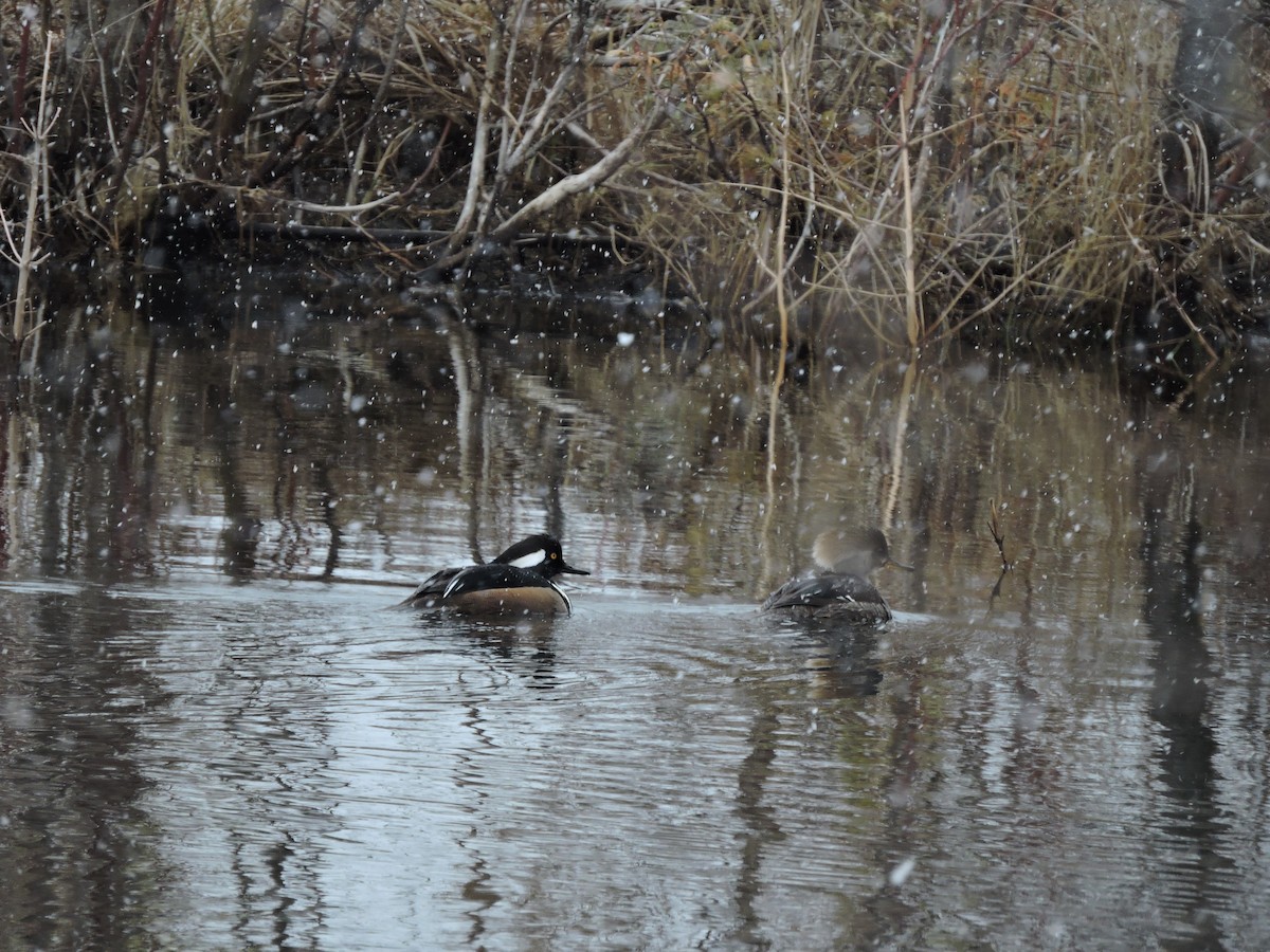 Hooded Merganser - Melody Walsh