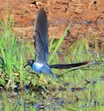 Solitary Sandpiper - Richard Taylor