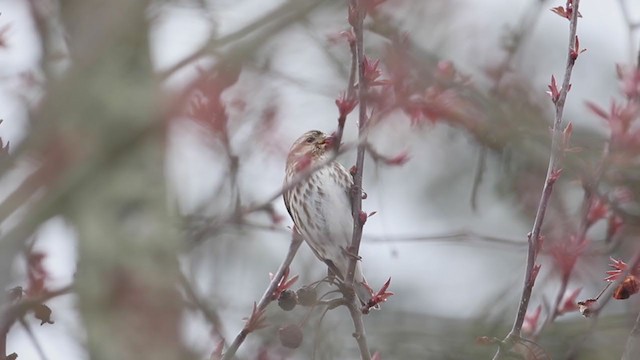 Purple Finch (Eastern) - ML226315681