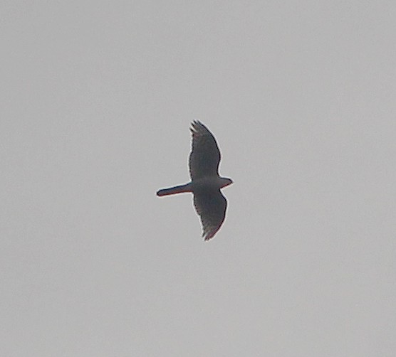 Eurasian Sparrowhawk - ML226315971