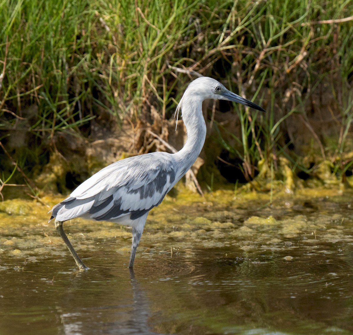 Little Blue Heron - ML226319921