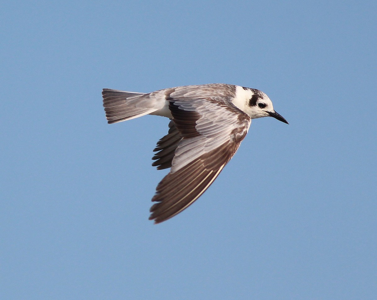 White-winged Tern - Neoh Hor Kee