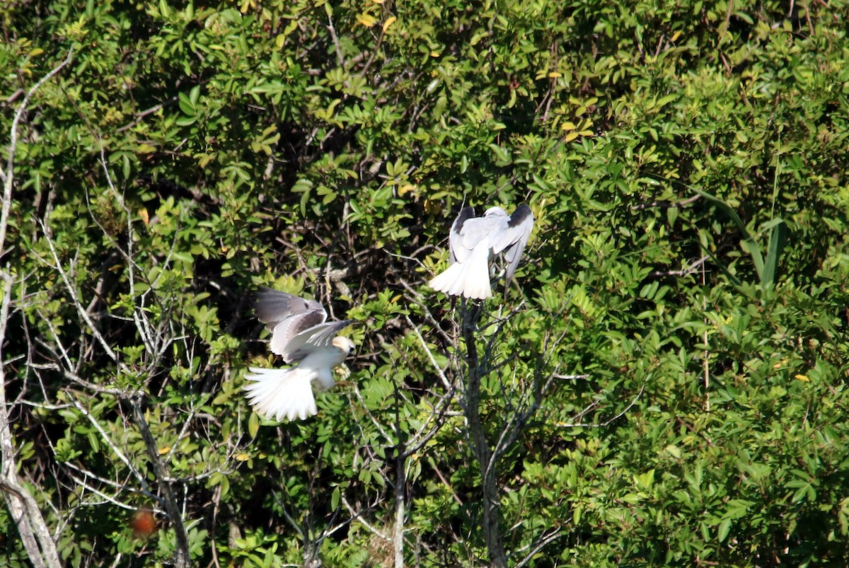 Black-shouldered Kite - ML22632101