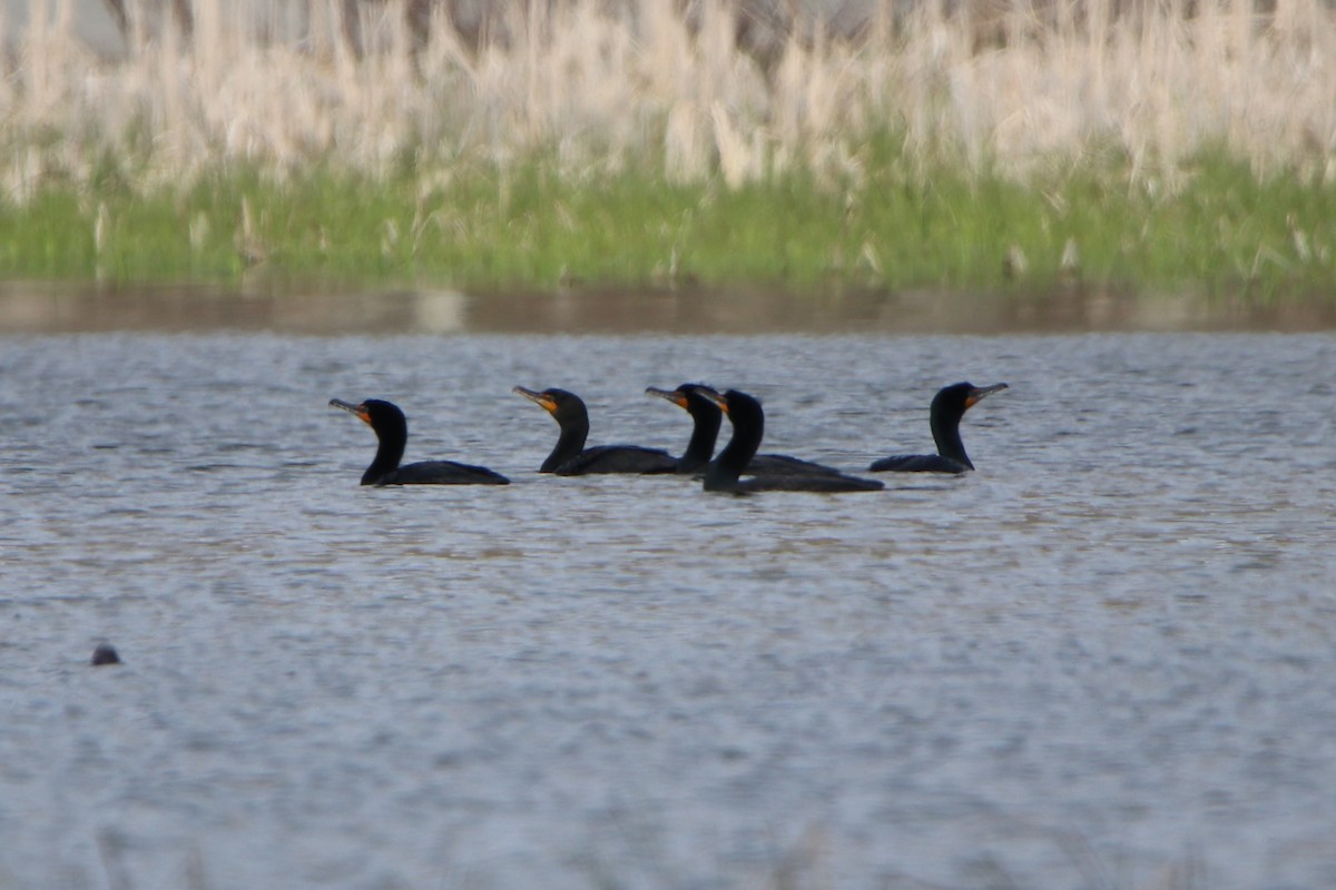 Double-crested Cormorant - ML226321611