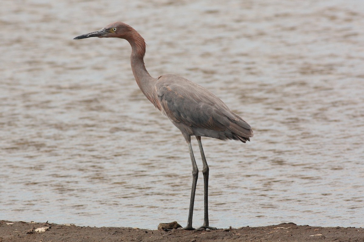 Reddish Egret - ML226321891