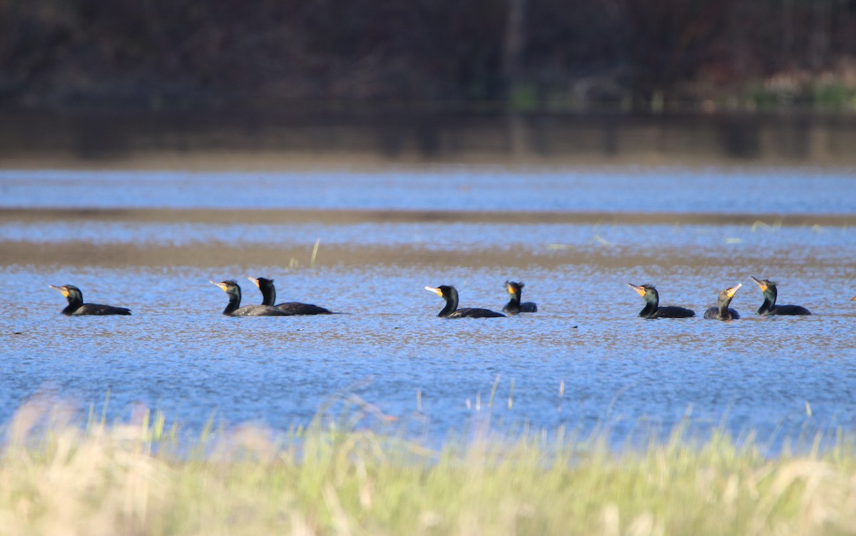 Double-crested Cormorant - ML226322261