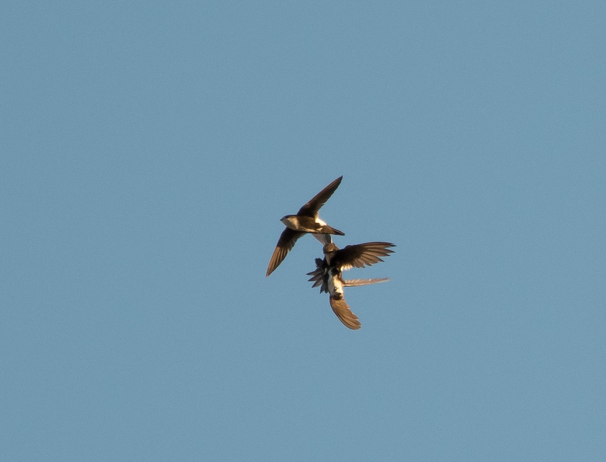 White-throated Swift - ML226323671