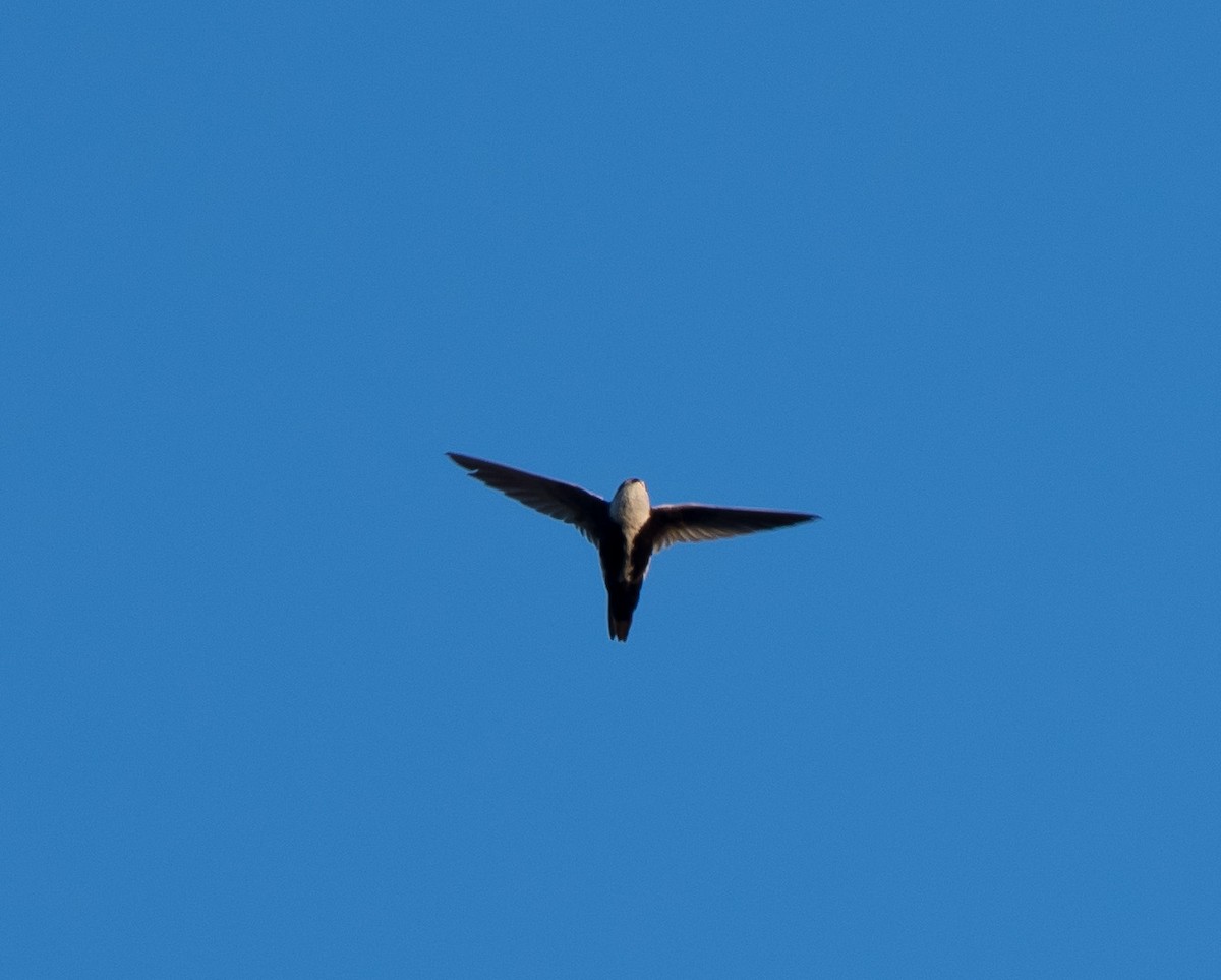 White-throated Swift - ML226323691