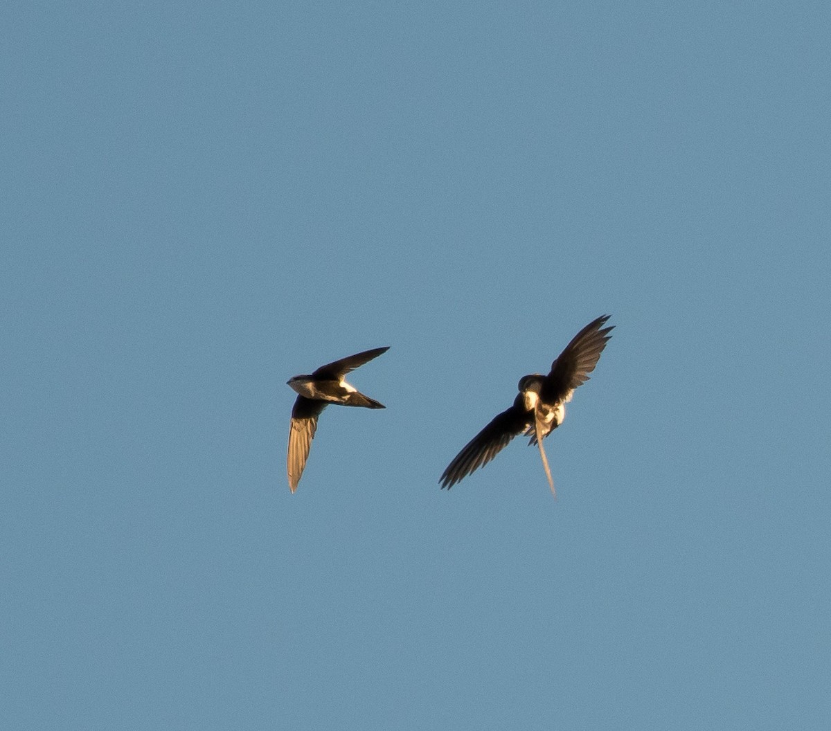 White-throated Swift - Gordon Karre