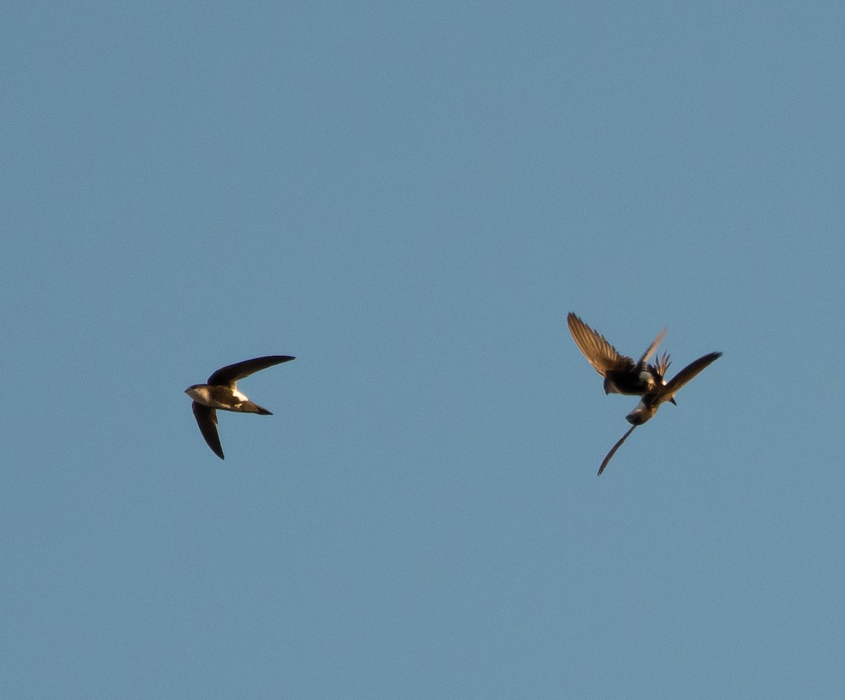 White-throated Swift - Gordon Karre