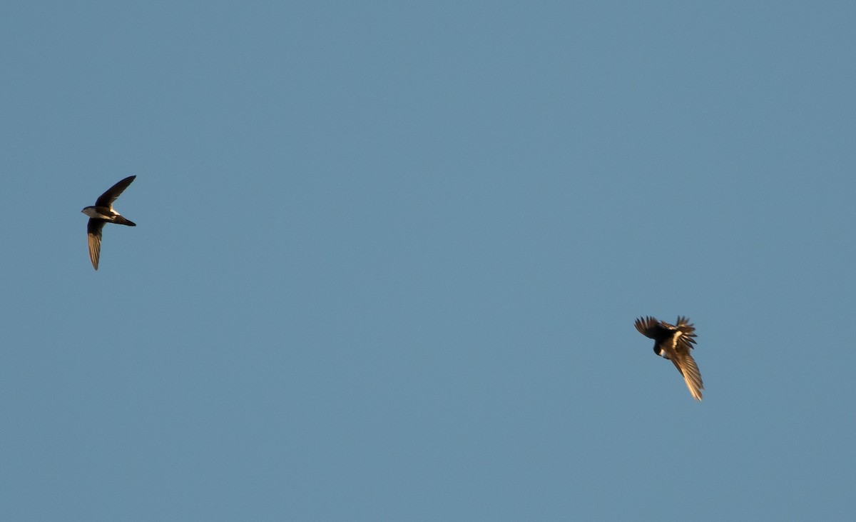 White-throated Swift - ML226323761