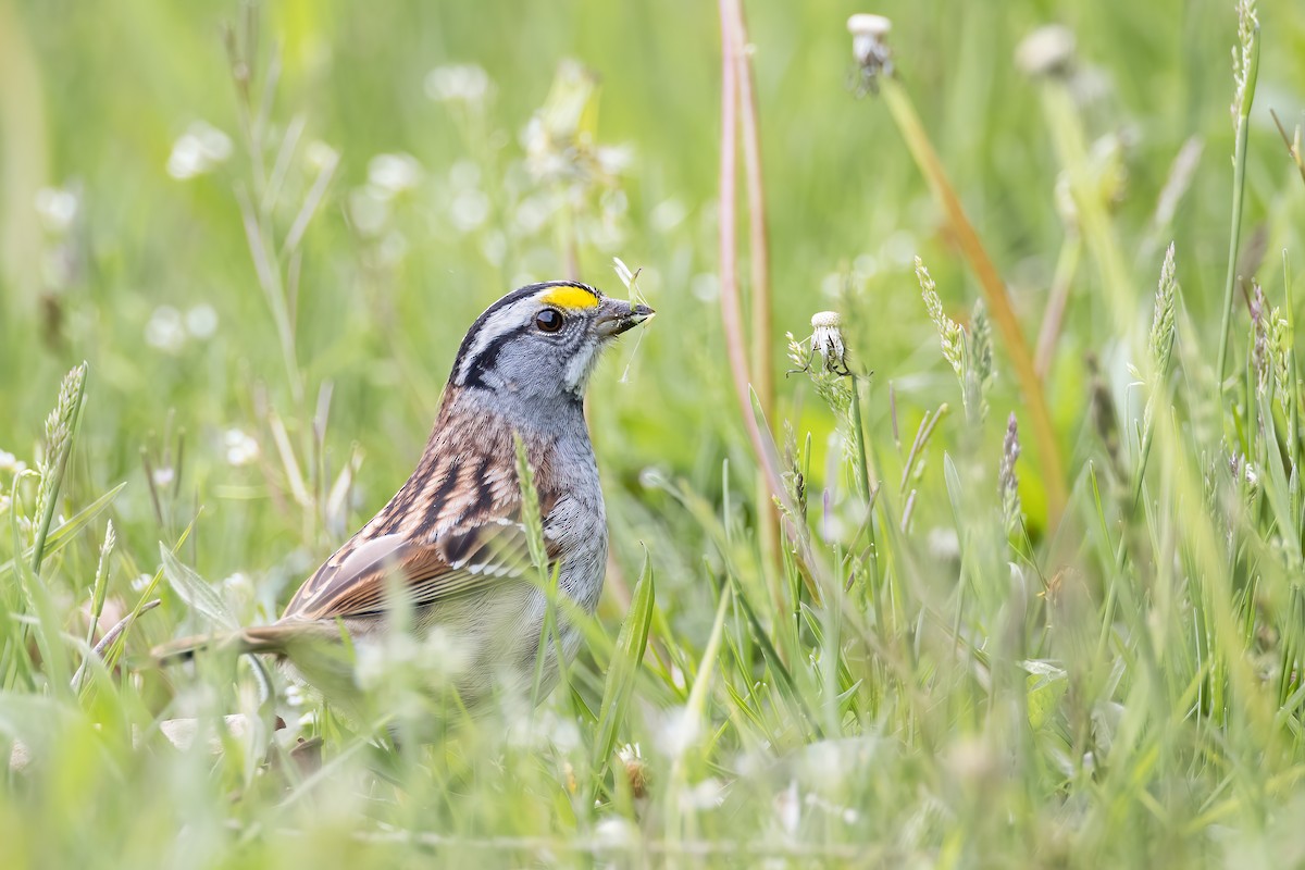 White-throated Sparrow - ML226323811