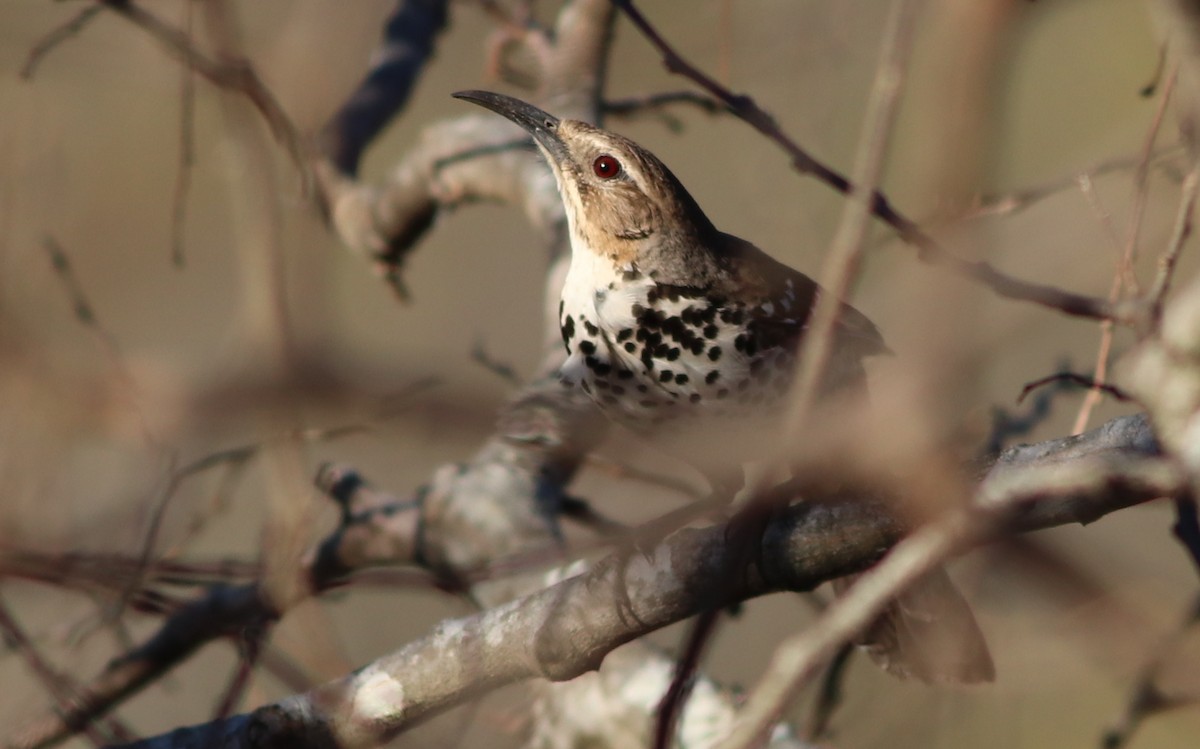 Ocellated Thrasher - ML226327291