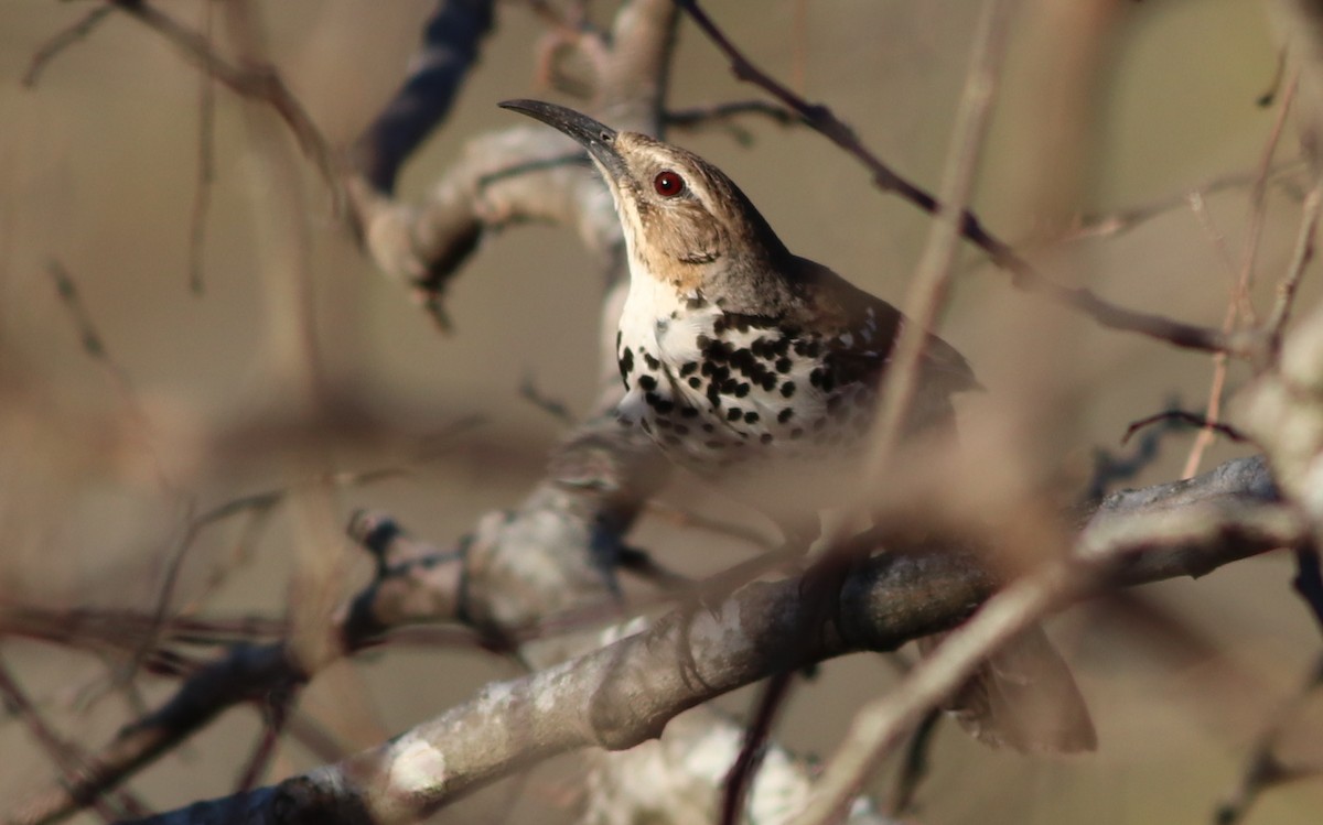 Ocellated Thrasher - Gary Leavens