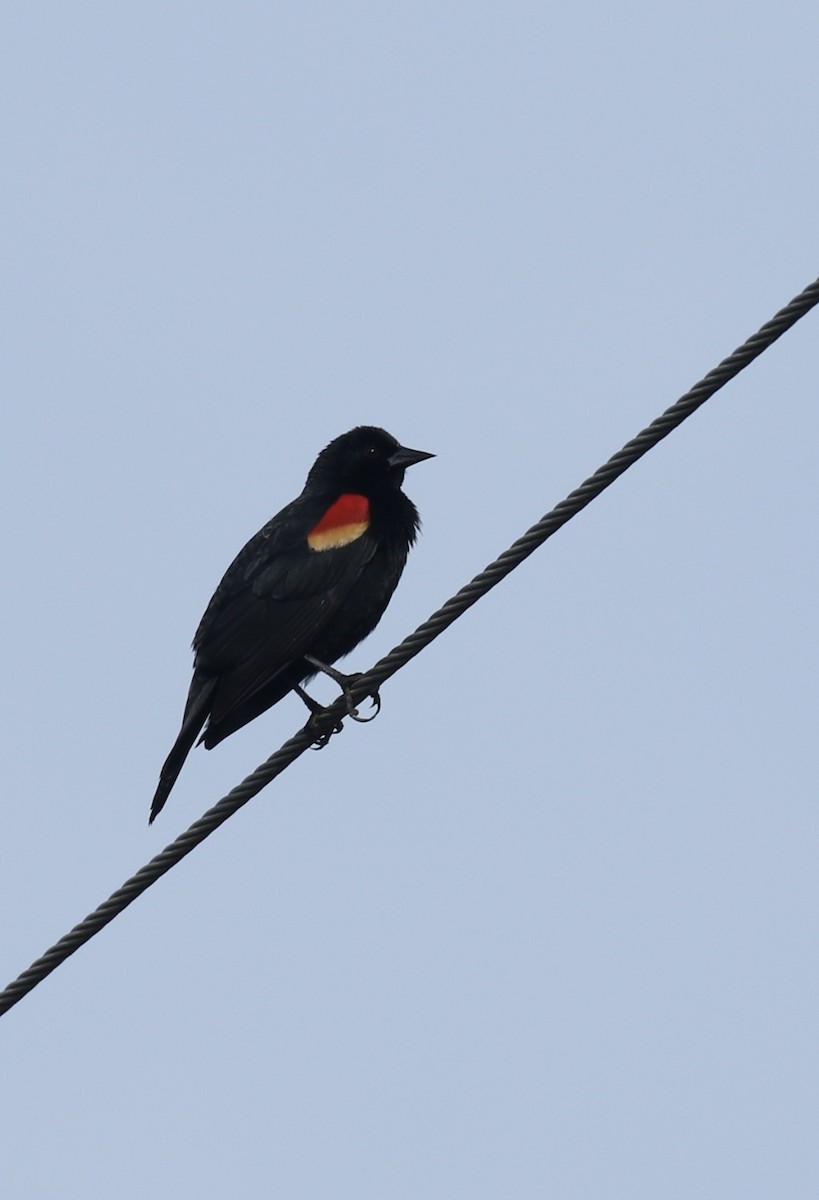 Red-winged Blackbird - Anne Gaiennie