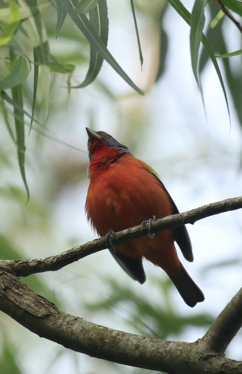 Painted Bunting - Anne Gaiennie