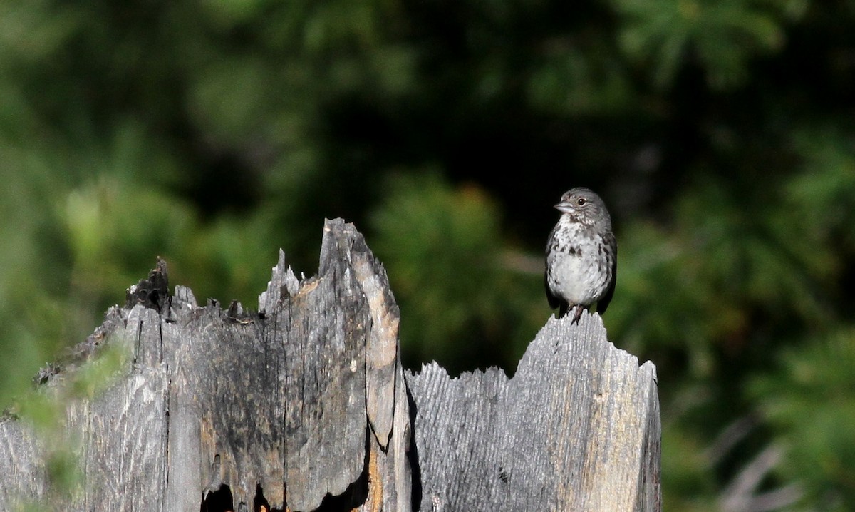 Fox Sparrow (Thick-billed) - ML22632911