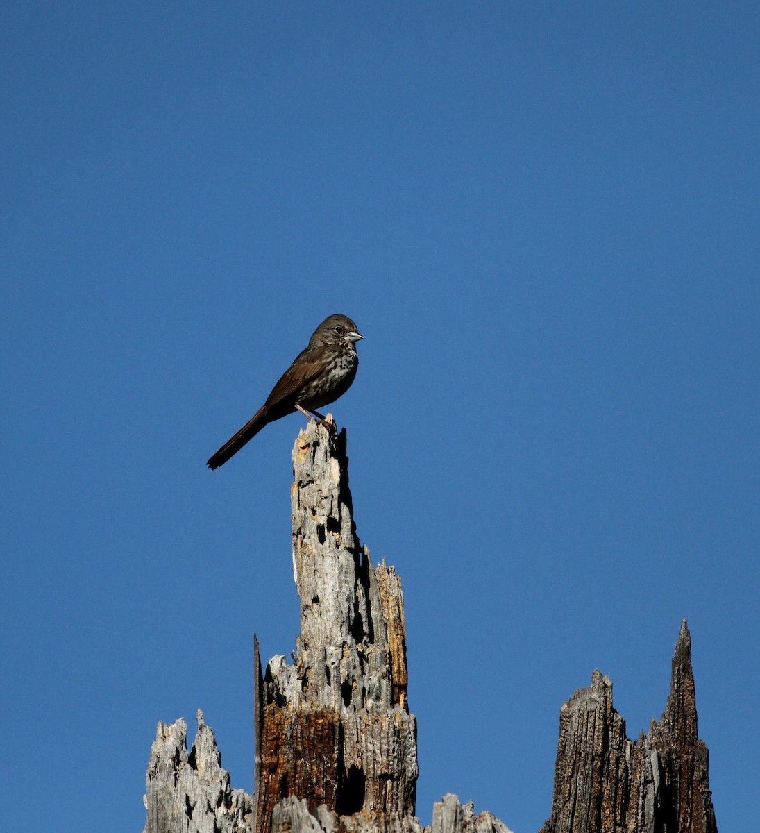 Fox Sparrow (Thick-billed) - ML22632941