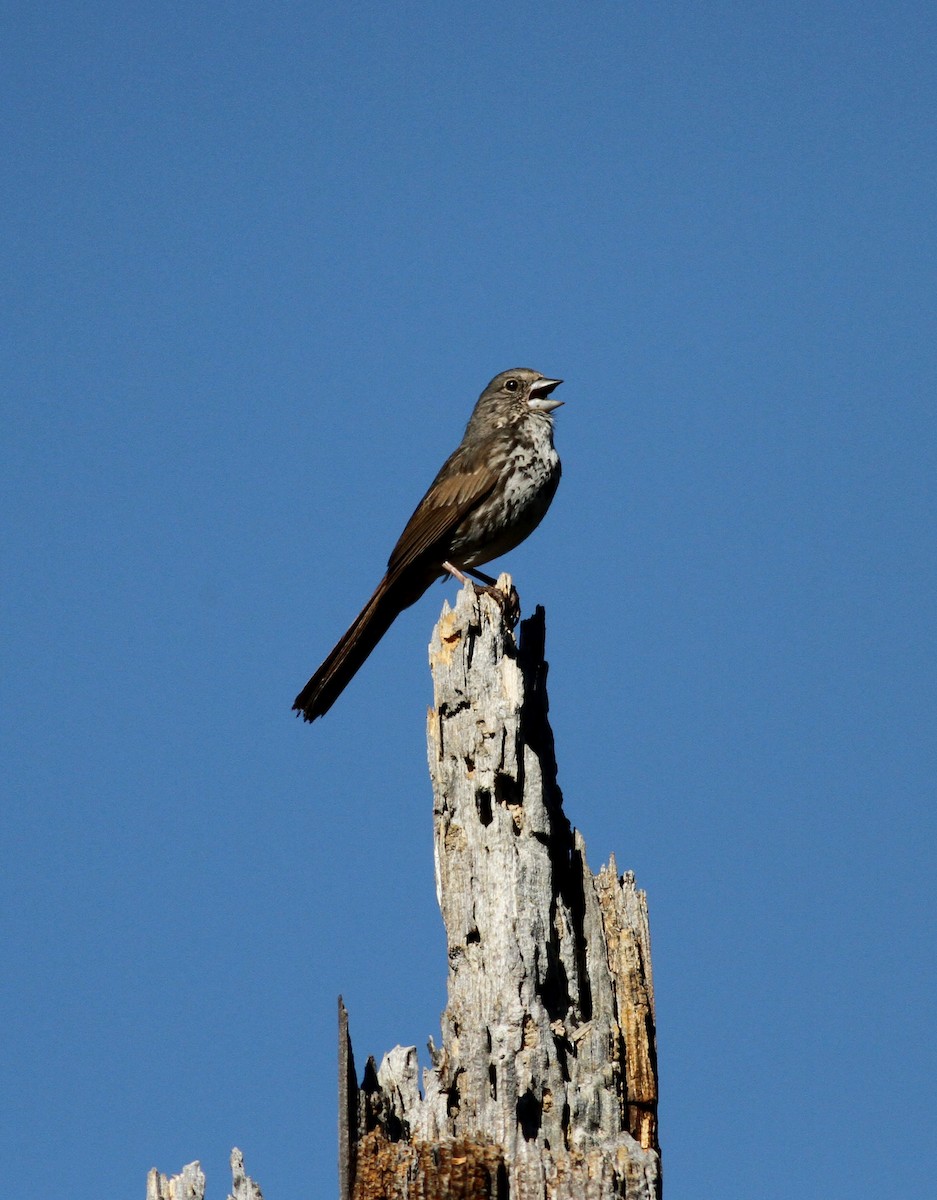 Fox Sparrow (Thick-billed) - ML22632971