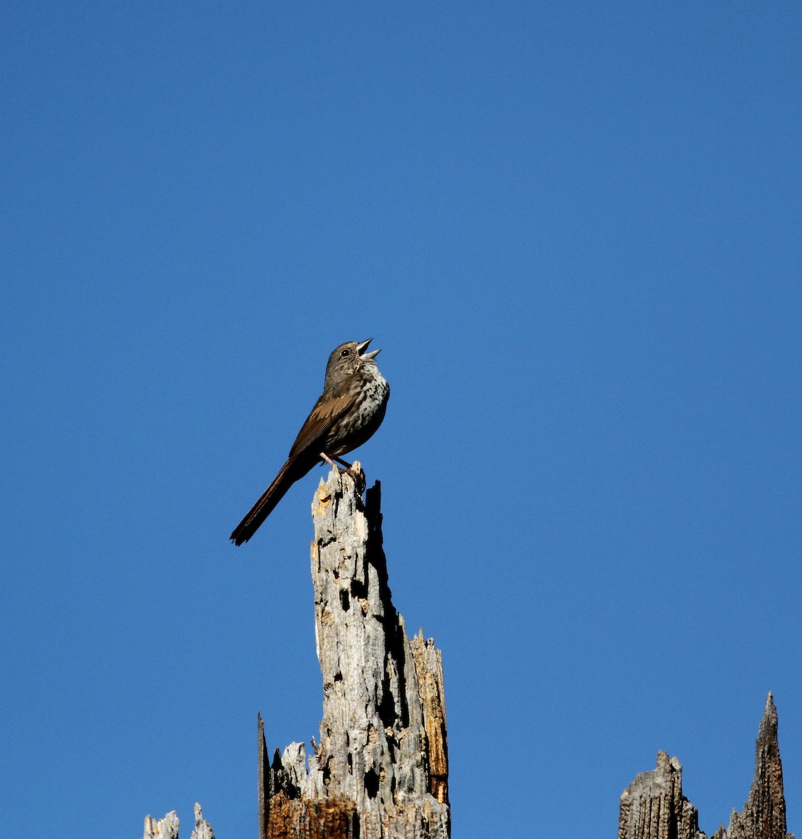 Fox Sparrow (Thick-billed) - Jay McGowan