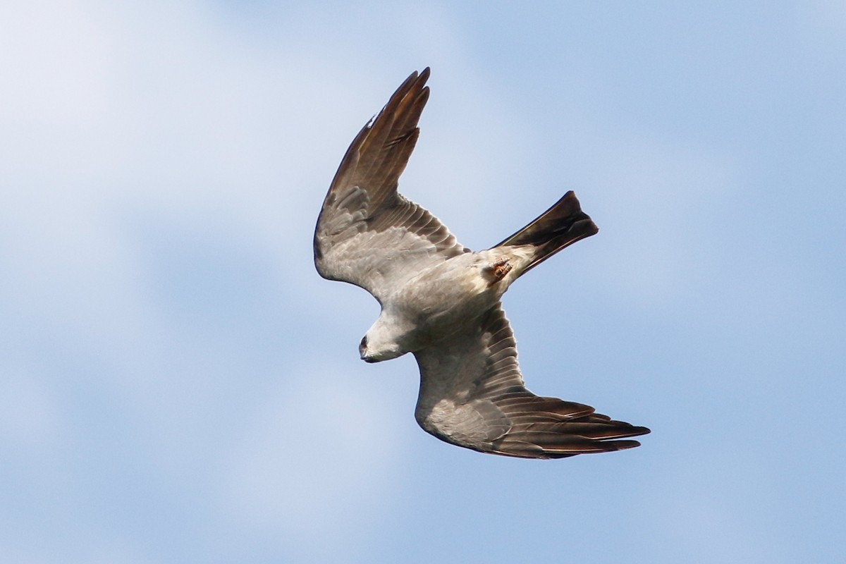 Mississippi Kite - ML226329941