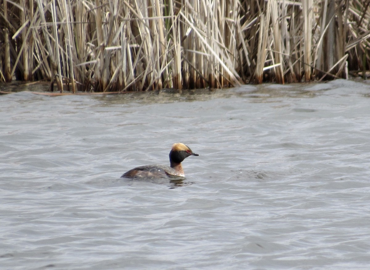 Horned Grebe - ML226330671