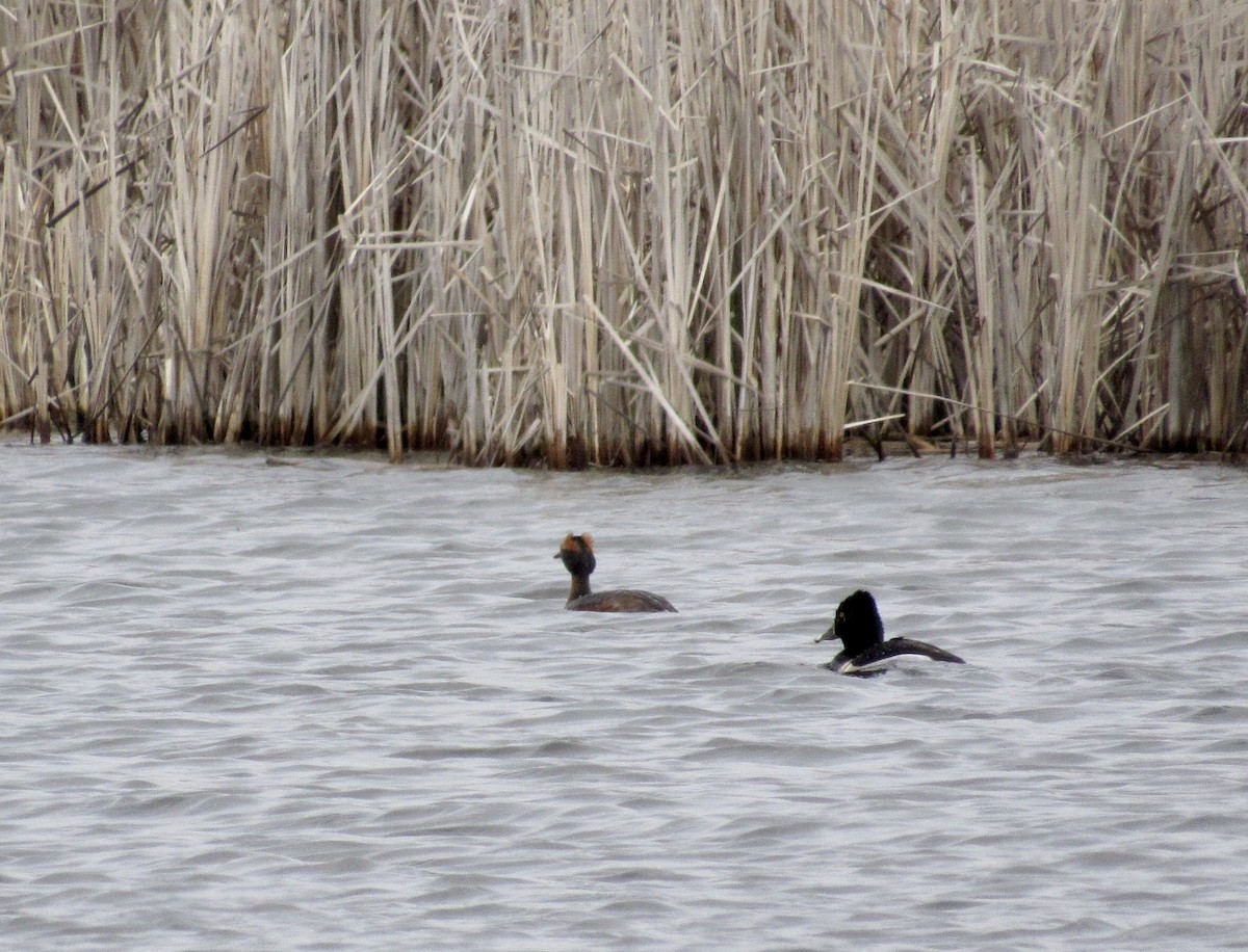 Horned Grebe - ML226330701