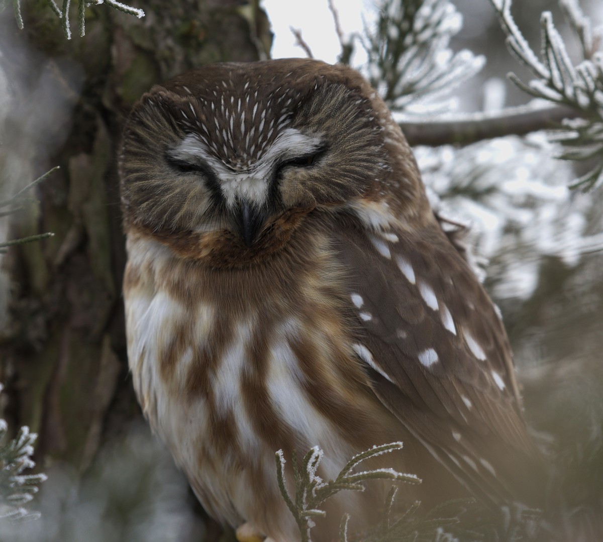 Northern Saw-whet Owl - Jayden  Bowen