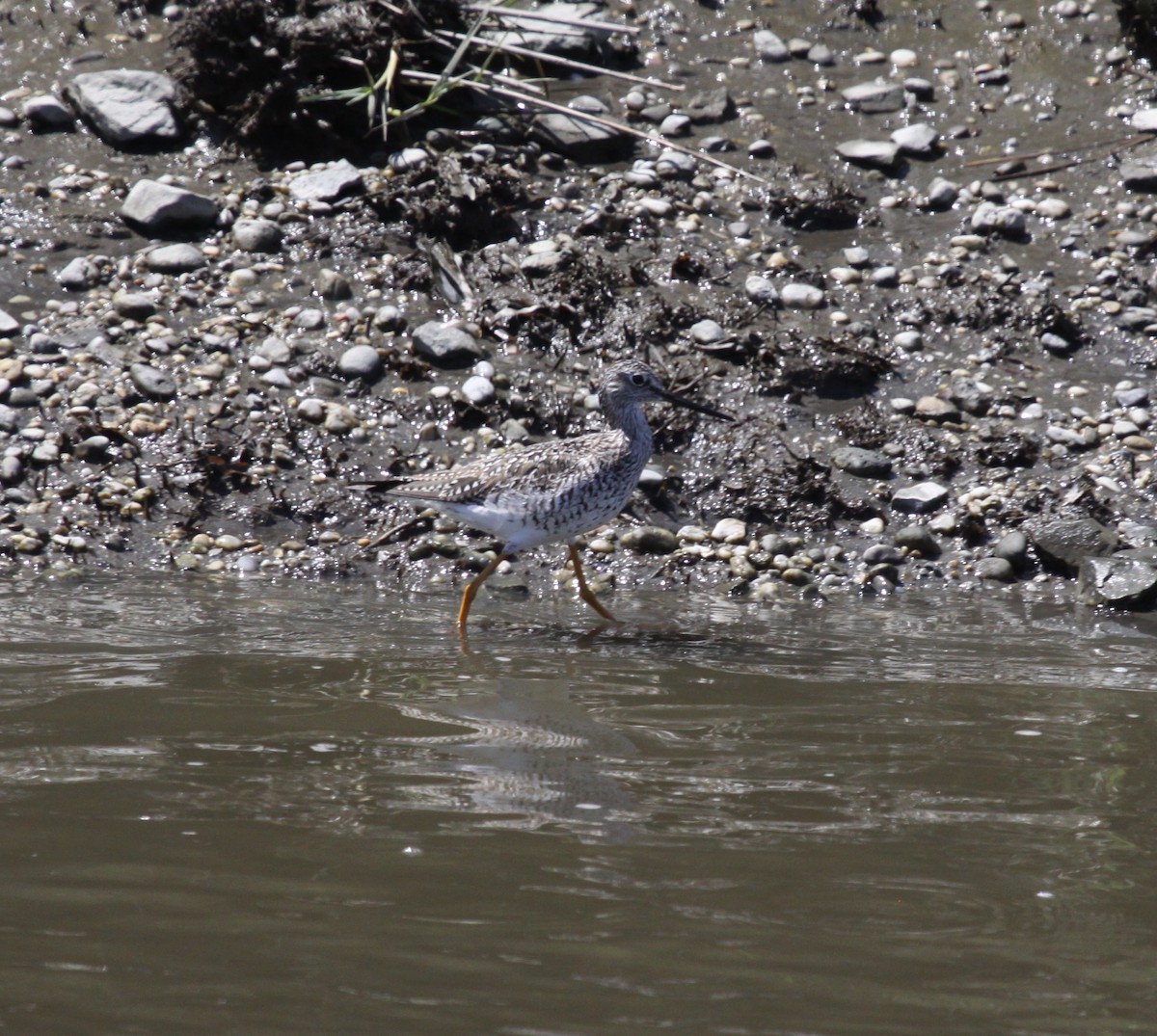 Greater Yellowlegs - ML226331891