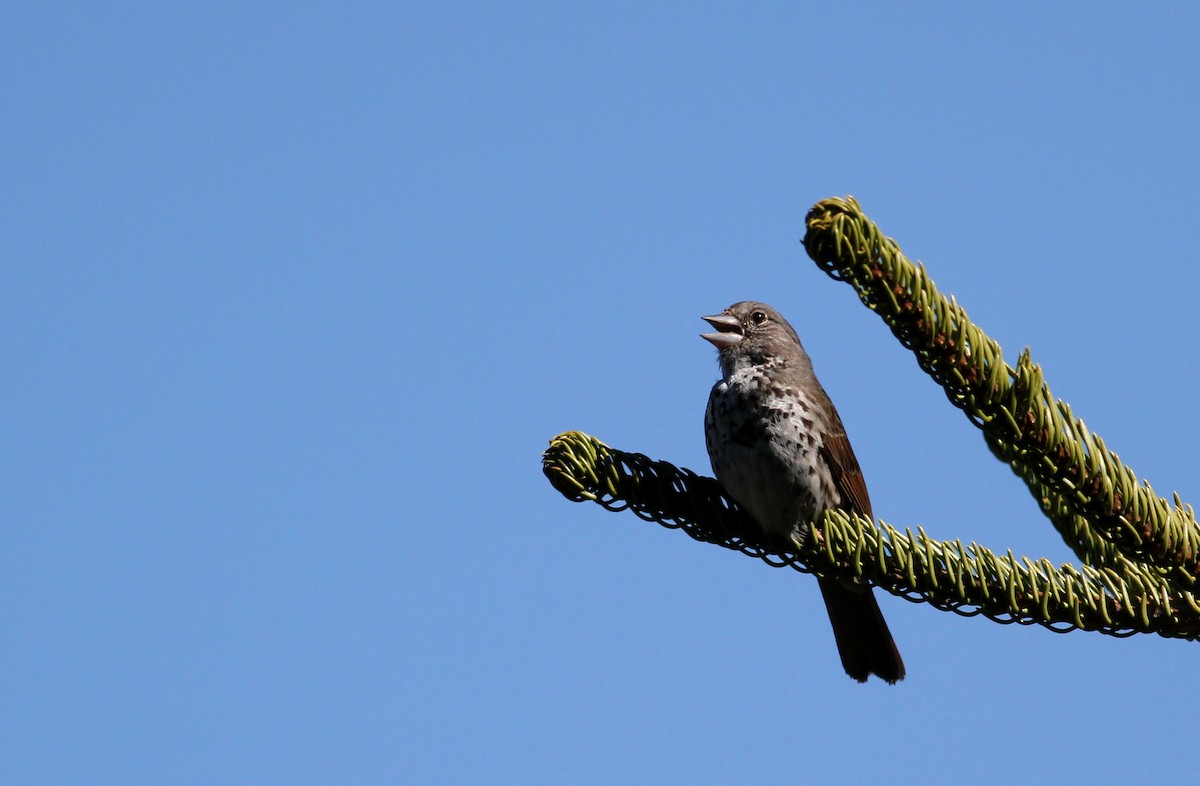 Fox Sparrow (Thick-billed) - ML22633301