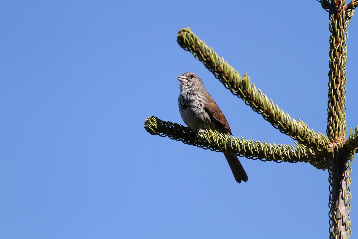 Fox Sparrow (Thick-billed) - Jay McGowan