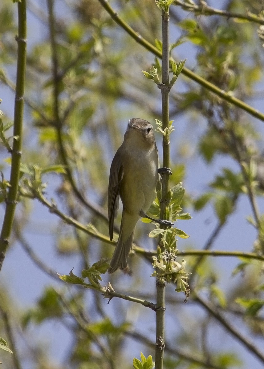 Warbling Vireo - Mary Clausen