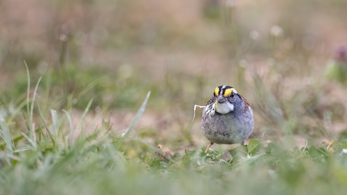 White-throated Sparrow - ML226335631