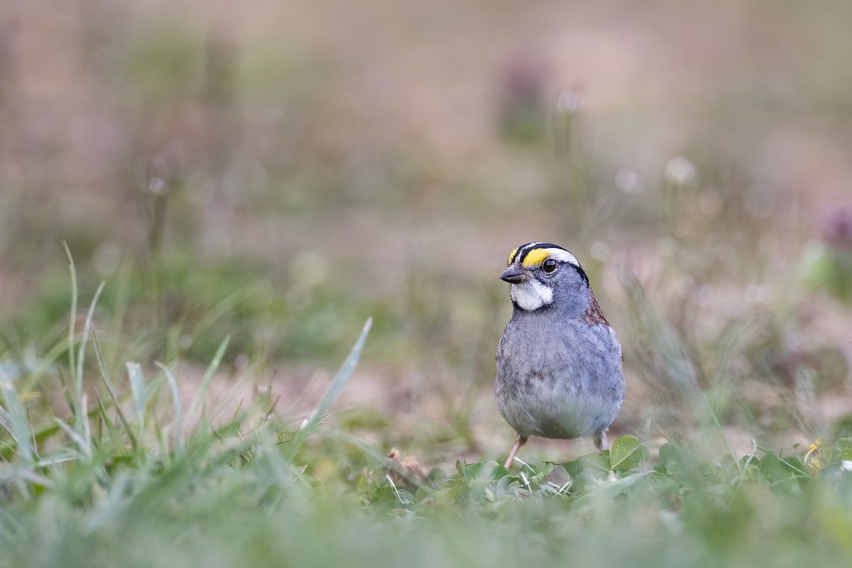 White-throated Sparrow - ML226335671