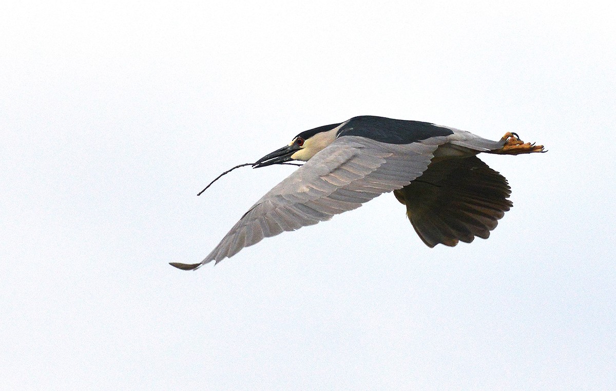 Black-crowned Night Heron - Frederick Atwood