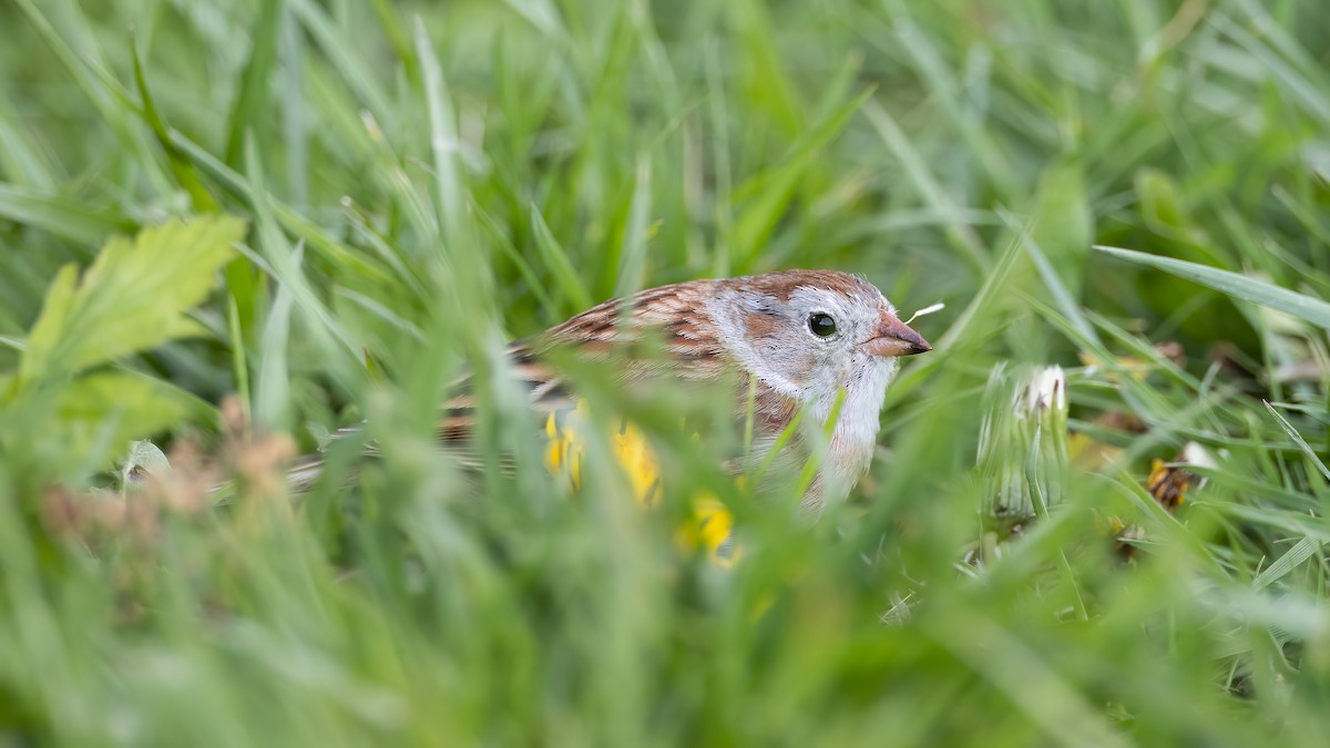 Field Sparrow - ML226335751