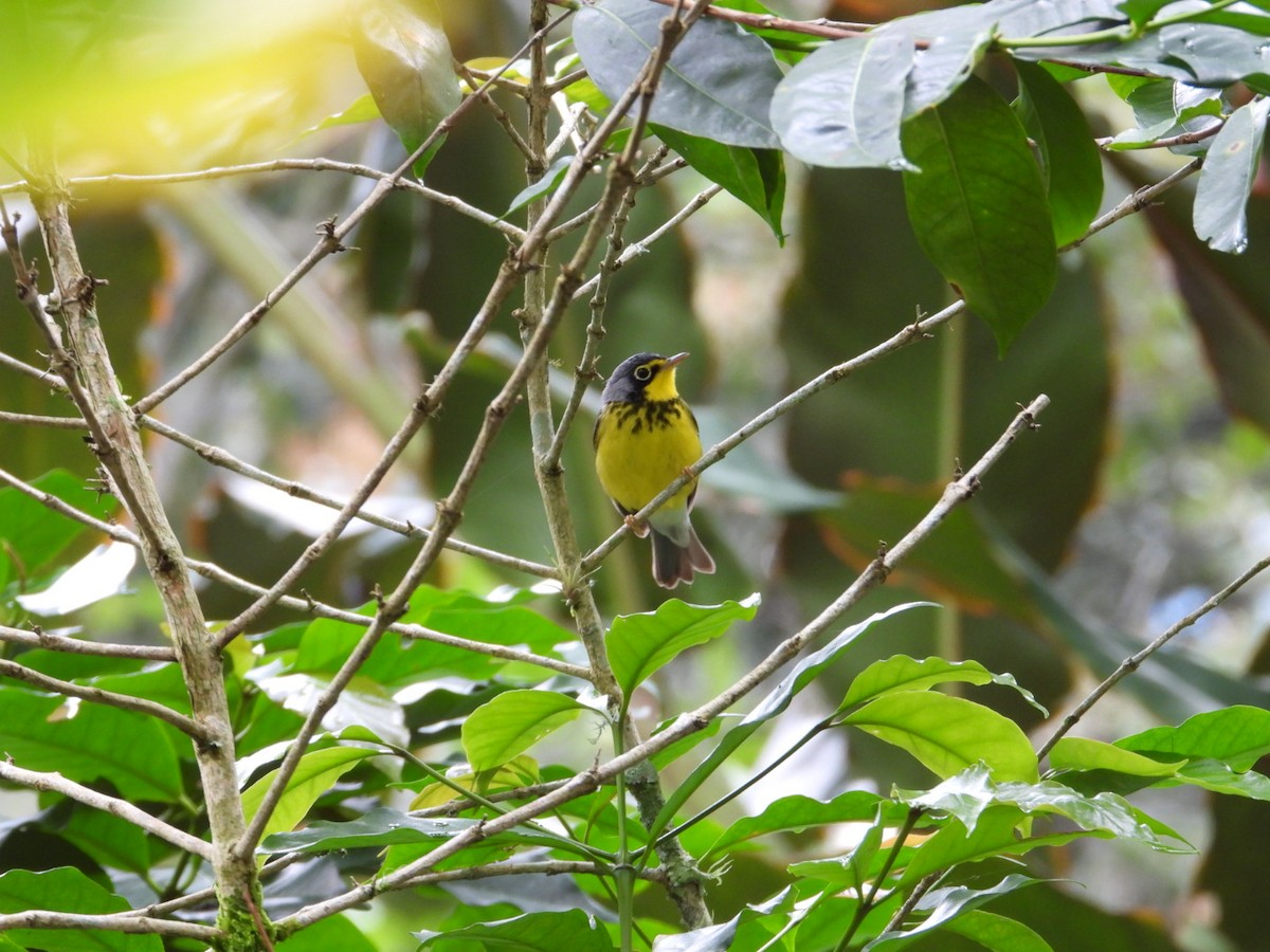 Canada Warbler - ML226336641