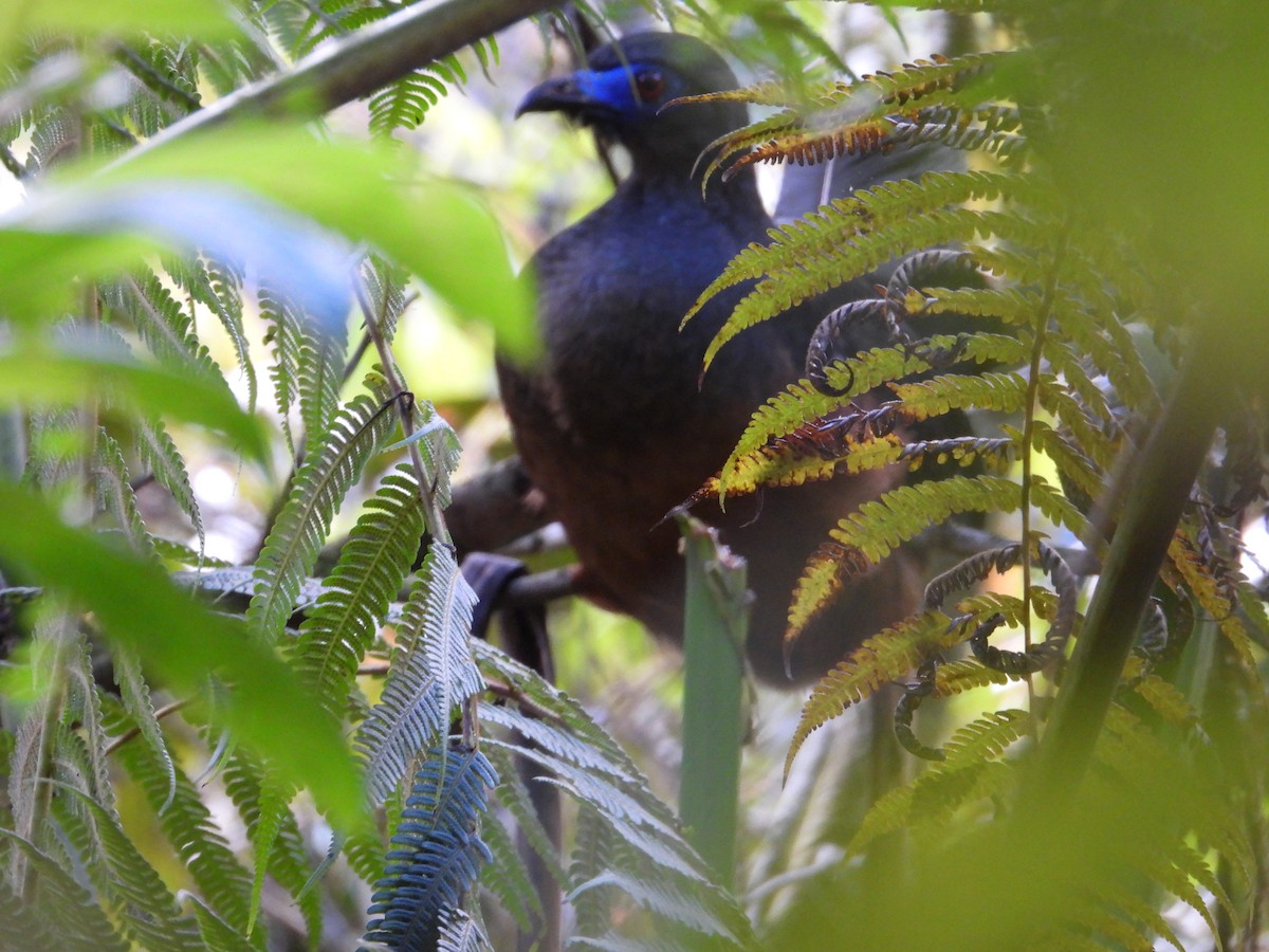 Sickle-winged Guan - ML226338711