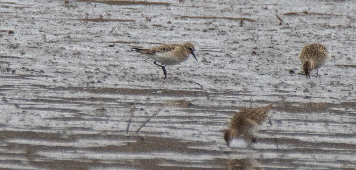 Bairdstrandläufer - ML226338771