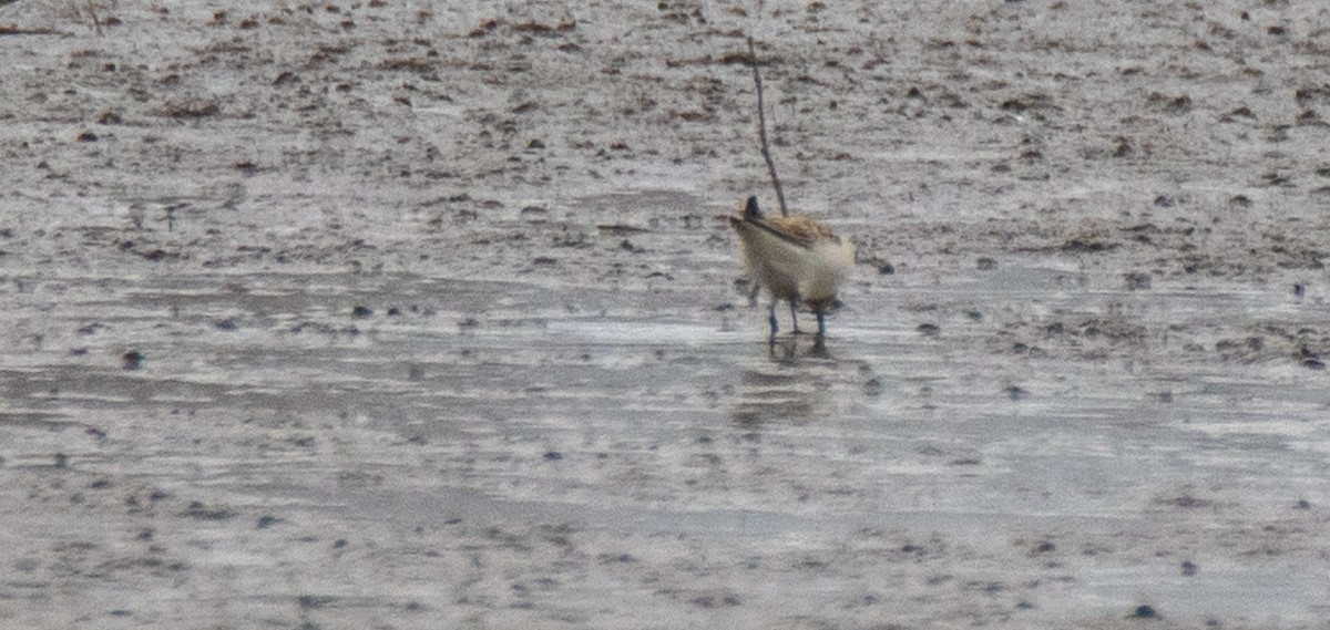 Bairdstrandläufer - ML226338801