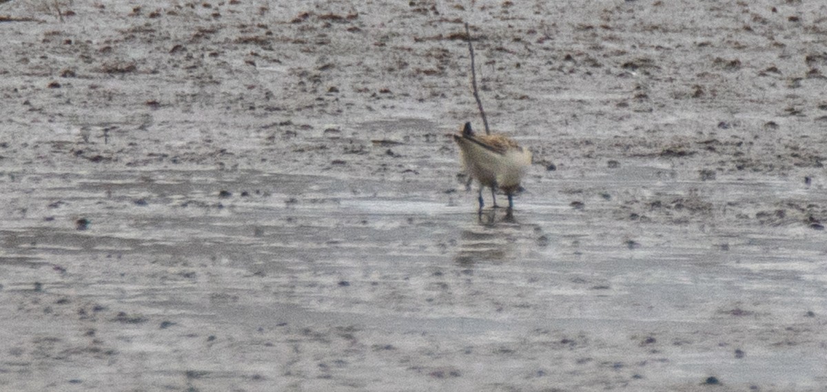 Baird's Sandpiper - ML226338801