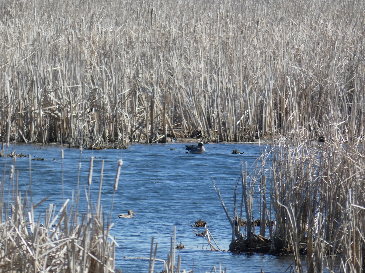 Eurasian Wigeon - ML226338871