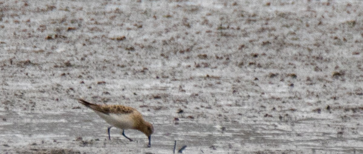 Bairdstrandläufer - ML226339331